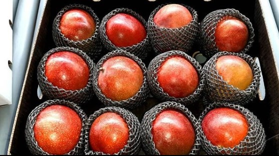 mango3